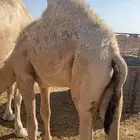 للبيع قعود