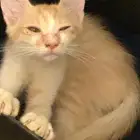 قط لتبني