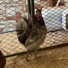 ديك ودجاجه حباحب