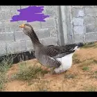 جوز وز تولوز وذكر وز روسي نوادر