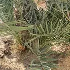 نخل جثيث برني