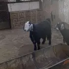 تيس عارضي للبيع تثليث جاش