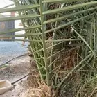 جثيث نخل برني