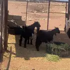 يوجد تيوس البيع العداد 2 الموقع الصلصلة