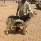طليان نجدي يضحي تم البيع