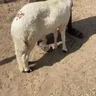 طليان سواكني شحم جذعان شرط