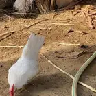 دجاج. جبنيز