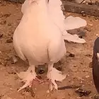 سلام عليكم ورحمة الله وبركاته البيع الحمام عل سوم