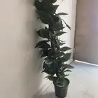 شجرة زينة