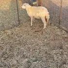 رخل تربية