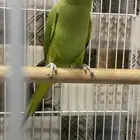 ببغا دره