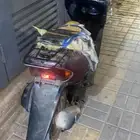 دباب بطه للبيع