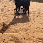 عنز للبيع