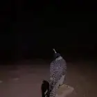 طير جير بيور 16 في16