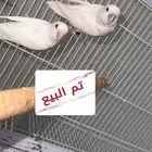 تم البيع زوج روز البينو صافي ( عيون حمراء )