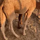 قعود عمره 6 شهور على حليب