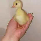 بط بكيني للبيع صيصان بعمر اربعه ايام