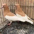 حمام ايراني