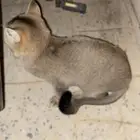 لقيت قط ضايع صاحبه يتواصل معي ويسرلي صوره له زياده