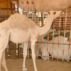 حاشي لباني شحم