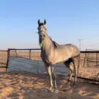 حصان شعبي شيخ