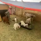 معزا وحده عارضيه ووحده هولنديه