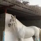 حصان واهو