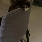 قطة للتبني