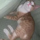 قطه لتبني لعووبه وحنونه