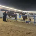 مربط رجوان للخيل العربية الأصيلة ( إيواء)