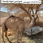 بكره البيع حقه سلاله فل