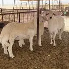 طليان للبيع