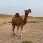بعير