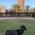 للبيع الماعز القزم