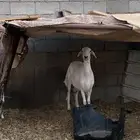نعجة حريه حايل