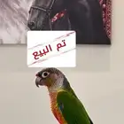 تم البيع كنيور اليف ( يلو سايد ريد فاكتور )