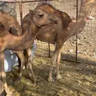 بكار العدد 4 مشروطات منوت القناي