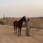 السلام عليكم. عندي عرض حصان شعبي