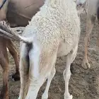 قعود لباني