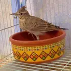 قوبعه أليفه