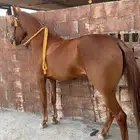فرس