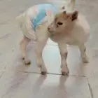 ماعز قزم