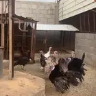 دجاج رومي