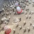 صوص دجاج بلدي فواتح