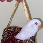 روز