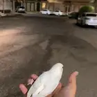 طير روز البينو انثه