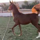 مهره واهو حفيدة اميرالد جي اوراقها جاهزه ل النقل