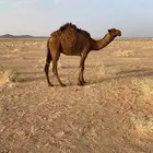 قعود لللبيع سنه و4 شهور