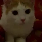 قطط