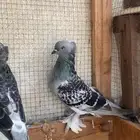 حمام تركي